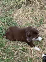 Jesse, a female Miniature Australian Shepherd for sale in Stuart, IA – 5 of 8