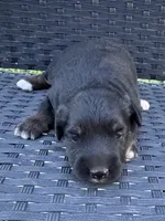 Ana, a female Miniature Australian Shepherd for sale in Stuart, IA – 5 of 8