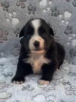 Trixie, a female Miniature Australian Shepherd for sale in Stuart, IA – 6 of 9