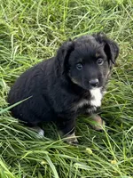 Ana, a female Miniature Australian Shepherd for sale in Stuart, IA – 3 of 8