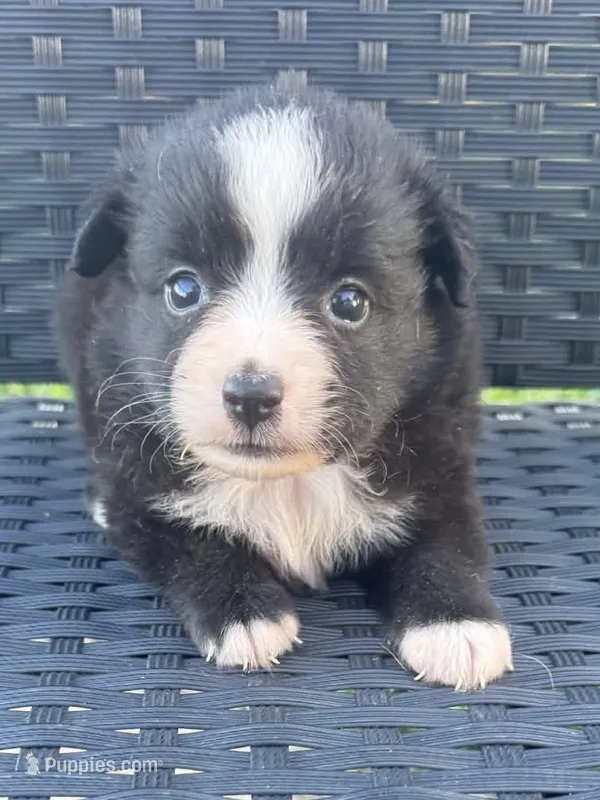 Trixie – Miniature Australian Shepherd puppy for sale in Stuart, IA