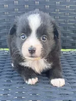 Trixie, a female Miniature Australian Shepherd for sale in Stuart, IA – 1 of 9
