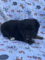Ana, a female Miniature Australian Shepherd for sale in Stuart, IA – 4 of 8