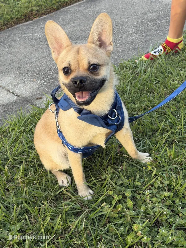 French Toasty , a male French Bulldog for sale in Altamonte Springs, FL – Photo 1 of 2