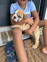 Loui , a male English Bulldog for sale in Pensacola, FL – 4 of 5