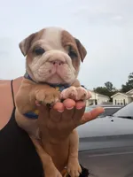 Casper , a male English Bulldog for sale in Pensacola, FL – 3 of 4