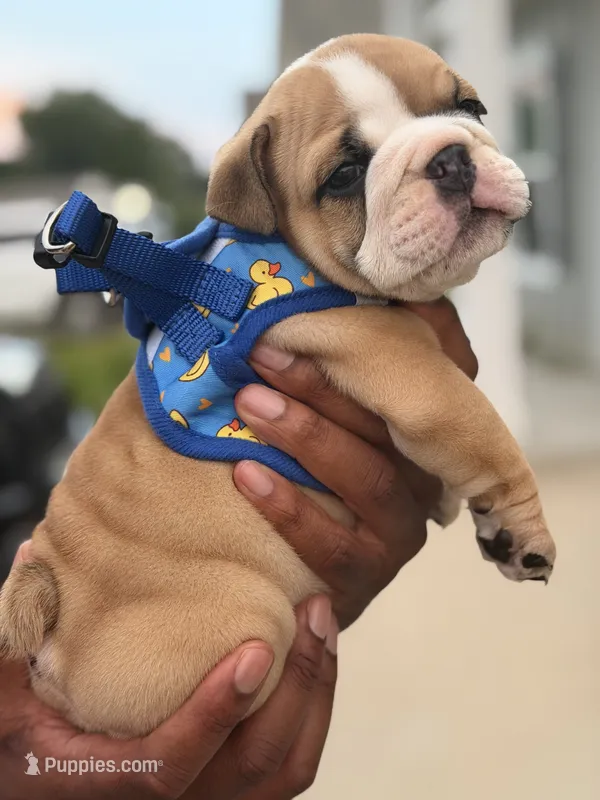 Buc-ee’s  – English Bulldog puppy for sale in Pensacola, FL