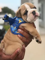 Buc-ee’s , a male English Bulldog for sale in Pensacola, FL – 1 of 3