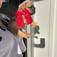 Lolita, a female English Bulldog for sale in Pensacola, FL – Photo 2 of 5