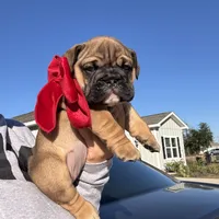 Lolita, a female English Bulldog for sale in Pensacola, FL – Photo 1 of 5