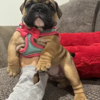 Lolita, a female English Bulldog for sale in Pensacola, FL – Photo 3 of 5