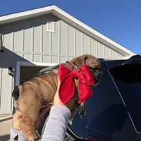 Lolita, a female English Bulldog for sale in Pensacola, FL – Photo 5 of 5