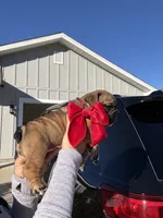 Lolita, a female English Bulldog for sale in Pensacola, FL – Photo 5 of 5