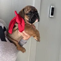 Lolita, a female English Bulldog for sale in Pensacola, FL – Photo 4 of 5