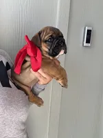 Lolita, a female English Bulldog for sale in Pensacola, FL – Photo 4 of 5