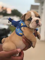 Buc-ee’s , a male English Bulldog for sale in Pensacola, FL – 3 of 3