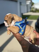 Peewee, a male English Bulldog for sale in Pensacola, FL – 4 of 6