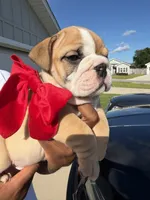 Loui , a male English Bulldog for sale in Pensacola, FL – 2 of 5