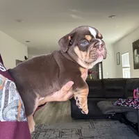 Cappuccino, a male English Bulldog for sale in Pensacola, FL – Photo 5 of 5