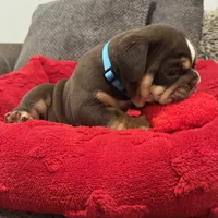 Cappuccino, a male English Bulldog for sale in Pensacola, FL – Photo 3 of 5