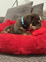 Cappuccino, a male English Bulldog for sale in Pensacola, FL – Photo 3 of 5