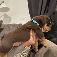 Cappuccino, a male English Bulldog for sale in Pensacola, FL – Photo 2 of 5