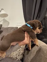 Cappuccino, a male English Bulldog for sale in Pensacola, FL – Photo 2 of 5