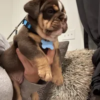 Cappuccino, a male English Bulldog for sale in Pensacola, FL – Photo 1 of 5