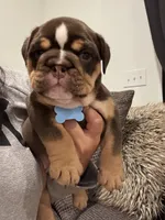 Cappuccino, a male English Bulldog for sale in Pensacola, FL – Photo 4 of 5