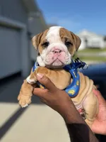 Peewee, a male English Bulldog for sale in Pensacola, FL – 2 of 6