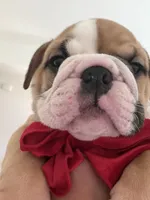 Loui , a male English Bulldog for sale in Pensacola, FL – 5 of 5