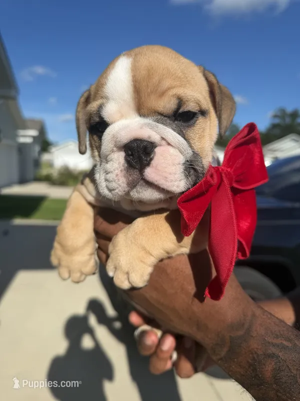 Loui  – English Bulldog puppy for sale in Pensacola, FL