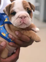 Casper , a male English Bulldog for sale in Pensacola, FL – 2 of 4