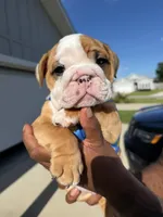 Peewee, a male English Bulldog for sale in Pensacola, FL – 6 of 6