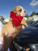 Loui , a male English Bulldog for sale in Pensacola, FL – 3 of 5