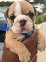 Buc-ee’s , a male English Bulldog for sale in Pensacola, FL – 2 of 3