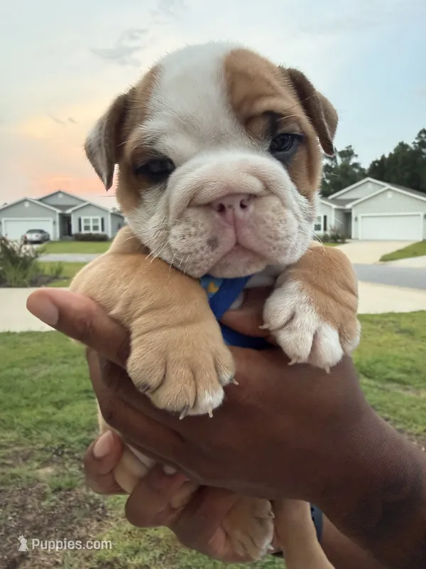 Casper  – English Bulldog puppy for sale in Pensacola, FL