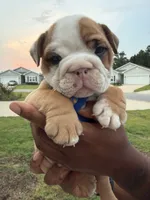 Casper , a male English Bulldog for sale in Pensacola, FL – 1 of 4