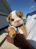 Peewee, a male English Bulldog for sale in Pensacola, FL – 5 of 6