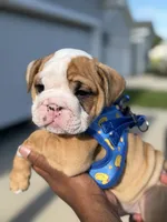 Peewee, a male English Bulldog for sale in Pensacola, FL – 3 of 6
