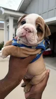 Casper , a male English Bulldog for sale in Pensacola, FL – 4 of 4