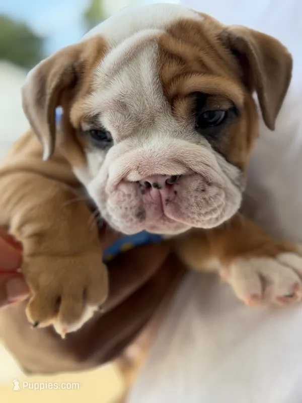 Peewee – English Bulldog puppy for sale in Pensacola, FL