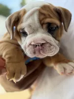 Peewee, a male English Bulldog for sale in Pensacola, FL – 1 of 6