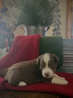 Rudolph, a male Miniature Australian Shepherd for sale in Leavenworth, KS – Photo 4 of 5