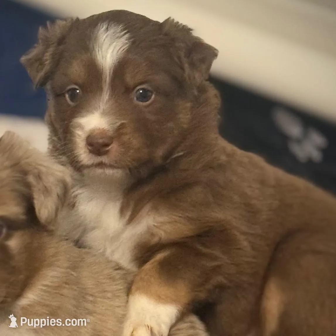 Rudolph, a male Miniature Australian Shepherd for sale in Leavenworth, KS – Photo 3 of 5