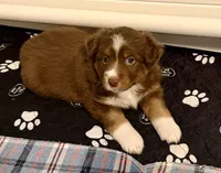 Rudolph, a male Miniature Australian Shepherd for sale in Leavenworth, KS – Photo 1 of 5