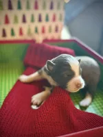 Rudolph, a male Miniature Australian Shepherd for sale in Leavenworth, KS – Photo 5 of 5