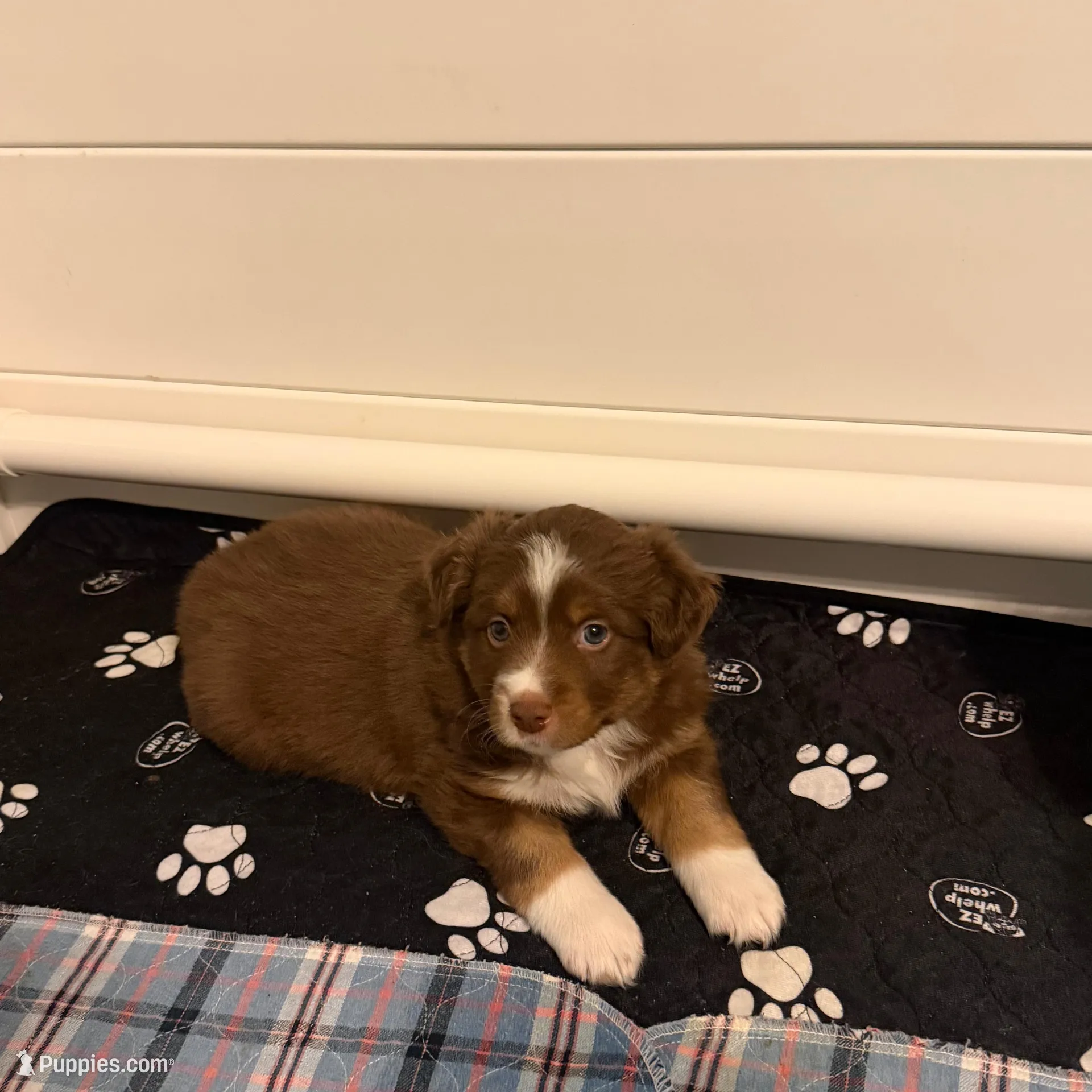 Rudolph, a male Miniature Australian Shepherd for sale in Leavenworth, KS – Photo 2 of 5