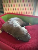 Noel, a female Miniature Australian Shepherd for sale in Leavenworth, KS – Photo 4 of 4