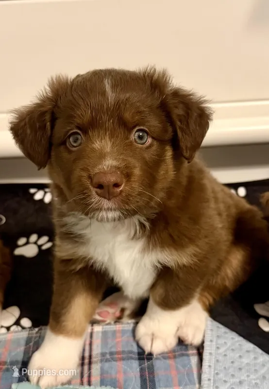 Noel, a female Miniature Australian Shepherd for sale in Leavenworth, KS – Photo 1 of 4